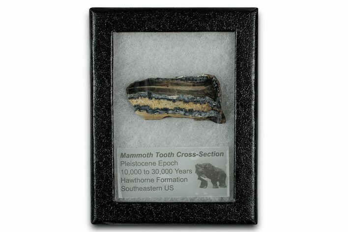 Mammoth Molar Slice With Case - South Carolina #349997